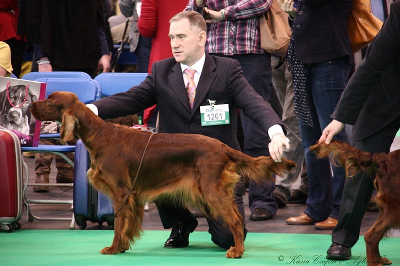 Crufts2011 264.jpg